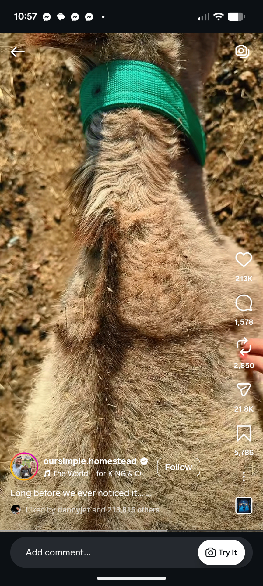 Instagram Reel, The animal that carried Jesus
